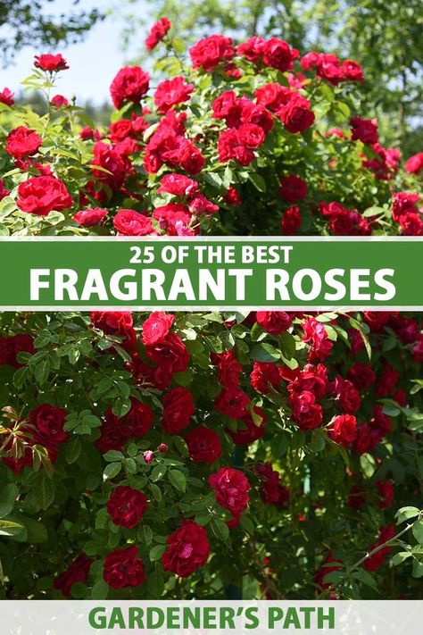 Most Fragrant Roses, Fragrant Rose Bushes, Best Climbing Roses Zone 6, Companion Flowers, Rose Garden Ideas, Rambling Roses, Rose Plant Care, Rose Garden Design, Best Roses