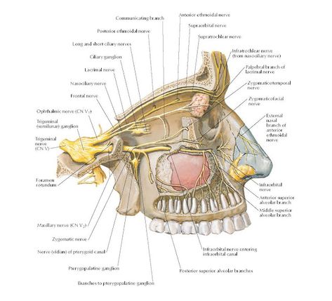 Ophthalmic (CN V1) and Maxillary (CN V2) Nerves Communicating branch, Posterior ethmoidal nerve, Long and short ciliary nerves, Ciliary ganglion, Lacrimal nerve, Nasociliary nerve, Frontal nerve, Ophthalmic nerve (CN V1), Trigeminal (semilunar) ganglion, Trigeminal nerve (CN V), Foramen rotundum, Maxillary nerve (CN V2), Zygomatic nerve, Nerve (vidian) of pterygoid canal, Pterygopalatine ganglion, Branches to pterygopalatine ganglion, Anterior ethmoidal nerve, Supraorbital nerve, ... Maxillary Nerve, Trigeminal Nerve, Charting For Nurses, Nerve Anatomy, Dental Anatomy, Basic Anatomy And Physiology, Nerve Fiber, Nasal Cavity, Brain Anatomy