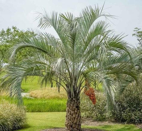 Jelly Palm, Pindo Palm, Plants Around Pool, Palm Trees For Sale, Silver Plant, Sago Palm, Desert Garden, Mediterranean Garden, Ornamental Trees