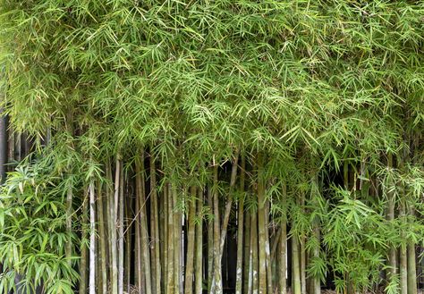 Growing Bamboo in Your Garden Is Easier Than You Think—Here's How Bamboo For Privacy, Tall Ornamental Grasses, Grass Growing, Growing Bamboo, Bamboo Privacy, Bamboo Care, Ornamental Grass, Erosion Control, Community Gardening