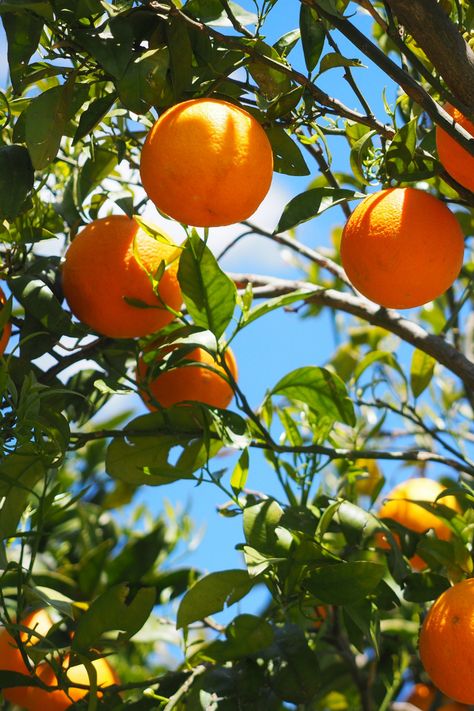 Cottage Core Garden, Bedroom Plants Decor, Citrus Tree, Mediterranean Aesthetic, Tattoo Plant, Orange Icons:), Juice Branding, Orange Plant, Plant Tattoo