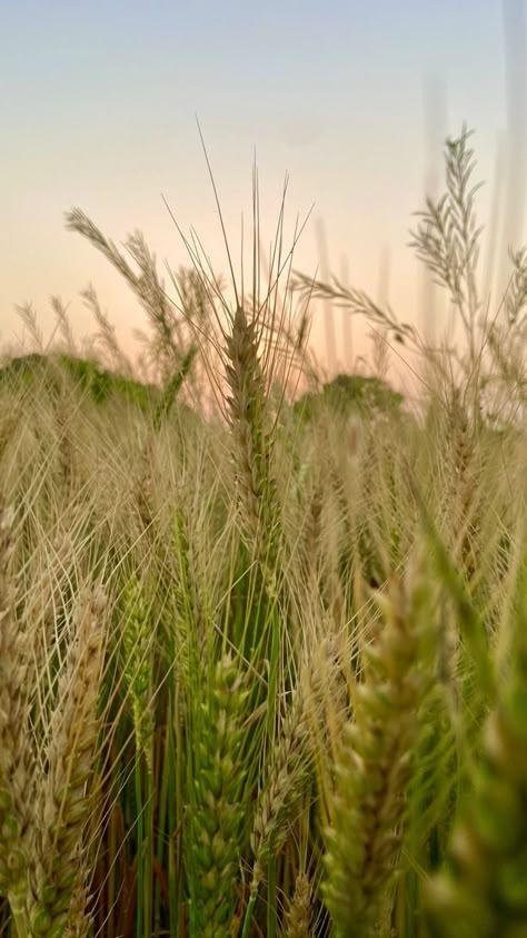 Farm Core Aesthetic, Old Country Aesthetic, Farming Aesthetic, Lovelight Farms, Agriculture Photos, Nature Field, Far From The Madding Crowd, Farm Aesthetic, Farmer Girl