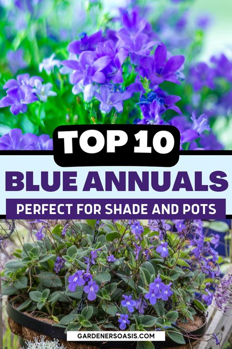 Best Blue Annuals For Shade (Flowers For Pots) | Outdoor Decorating Shade Flowers For Pots, Annuals For Shade, Annual Flowers For Shade, Flowers For Pots, Blue And White Garden, Blue Flowering Plants, Shade Loving Plants, Shade Annuals, Beautiful Blue Flowers