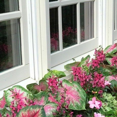 Steph Green | Container Garden Expert on Instagram: "💕When our Pink Series meets Window Box Wednesday!💕
Ingredients:
Caladium Bicolor Pink
Angelonia Archangel™️ Raspberry
SunPatiens® Compact Blush Pink
Lantana Lucky™️ Sunrise Rose
Trailing Mezoo
•
•
•
•
#windowboxwednesday #windowbox #pink #pinkflowers #thinkpink #containedcreations #attainableelegance #containergardeningideas #containergardener #containergardens #containergardening #seasonalplanters #outdoorplanters #curbappeal #plantstyling #homegardening #containergardendesign #outdoordecor #richmond #virginialiving #gardenersofig" Container Garden Design, Flower Window, Window Boxes, Window Box, Outdoor Planters, Curb Appeal, Container Gardening, Blush Pink, Pink Flowers