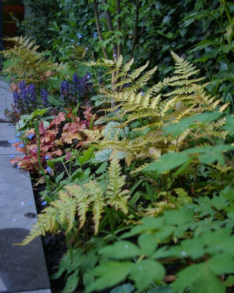 More plants for shade, here in a planter with hardly any sun. We love heuchera, and often use Heuchera 'Purple palace' and 'Plum pudding'. To add more colour to this dark corner we used Heuchera 'Peach flambe'. It looks nice with the dark Ajuga and the still yellowish Dryopteris erythrosora. Later those turn more red. Which Heuchera do you like or prefer? #THV192 #shadeplanting #schaduwplanten #heucherapeachflambe #dryopteriserythrosora Heuchera Garden Ideas, Peach Flambe, Dryopteris Erythrosora, Purple Palace, Plants For Shade, Plum Pudding, Cherry Cola, Dark Corners, Shade Plants