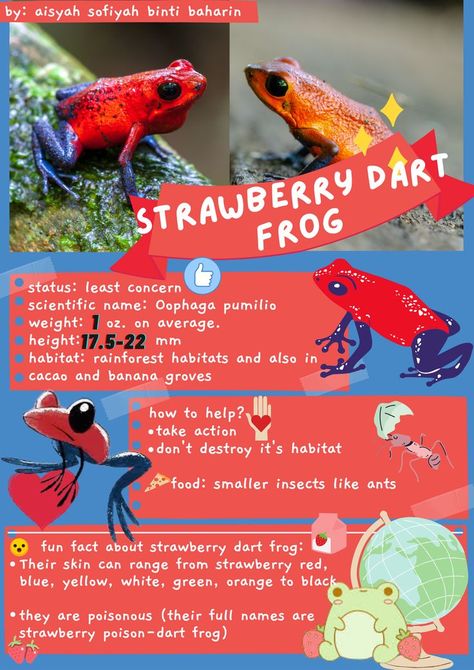 facts about strawberry dart frog Strawberry Dart Frog, Frog Outline, Strawberry Poison Dart Frog, Frog Facts, Golden Frog, Rainforest Habitat, Poison Dart Frog, Dart Frogs, Frog Tattoo