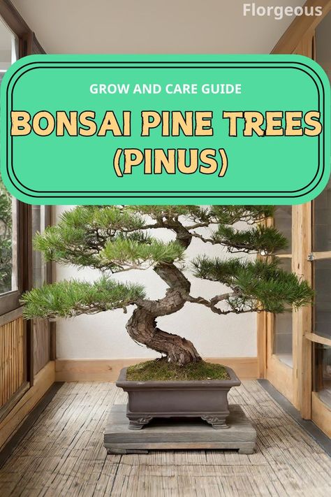 Bonsai Pine Trees (Pinus) Growing Bonsai, Bonsai Display, Bonsai Care, Pine Bonsai, Bonsai Plants, Bonsai Trees, Pine Trees, Bonsai Tree, Pine Tree