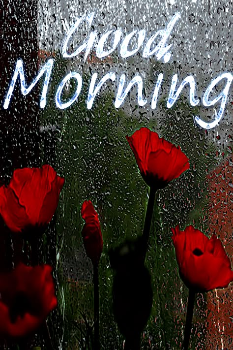 Rainy Good Morning Gif, Rainy Morning Gif, Rainy Good Morning Images, Good Morning Vidios, Rainy Morning Quotes, Good Morning Wishes Vedios, Good Day Gif, Good Morning Rain, Gif Rainy Season