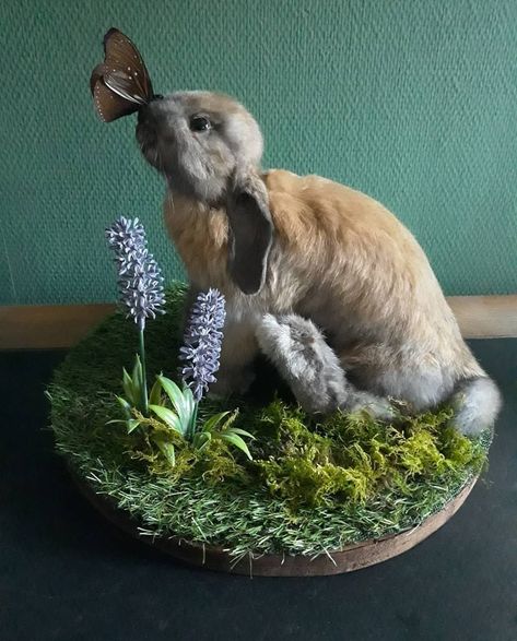 Taxidermy Mounts Ideas, Taxidermy Decor Bedroom, Soft Mount Taxidermy, Cute Taxidermy, Bunny Taxidermy, Cool Taxidermy, Christmas Taxidermy, Rabbit Taxidermy, Fantasy Taxidermy