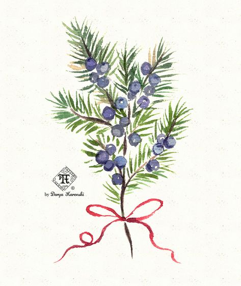 Juniper Painting, Juniper Flower, Juniper Branch, Branch Watercolor, Perfume Art, Juniper Berries, Christmas Plants, Leaf Drawing, Juniper Berry