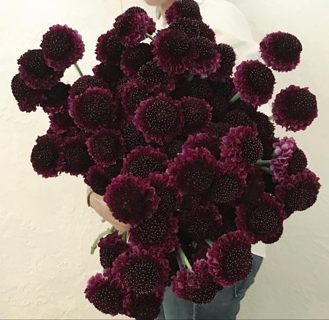 Dark Flowers Wedding, Burgundy Scabiosa, Goth Flowers, Scabiosa Flower, Deep Purple Flowers, Plum Christmas, Table Florals, Oxalis Triangularis, Scabiosa Pods