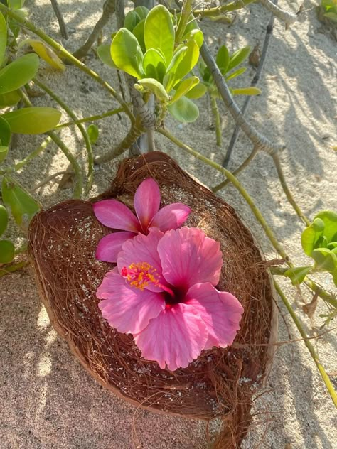 Hawaii Astethic, Hibiscus Aesthetic, Coconut Hawaii, Aloha Flower, Island Flowers, Flower Hawaii, Fav Flower, Hawaii Hibiscus, Hawaii Flowers