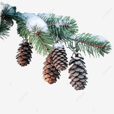 green spruce branches with pine cones covered with snow in winter forest part of the christmas tre Snow Covered Pine Trees, Spruce Branch, Winter Branches, Christmas Tree Snow, Pine Branches, Window Ideas, Winter Bird, Pine Branch, Winter Forest