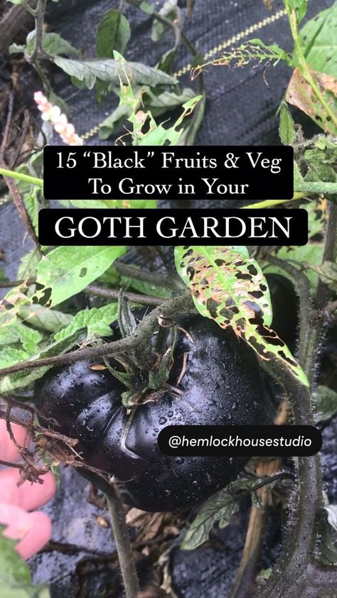 Vegetables To Grow, Goth Garden, Gothic Garden, Black Garden, Home Vegetable Garden, Food Garden, Veggie Garden, Growing Food, Farm Gardens