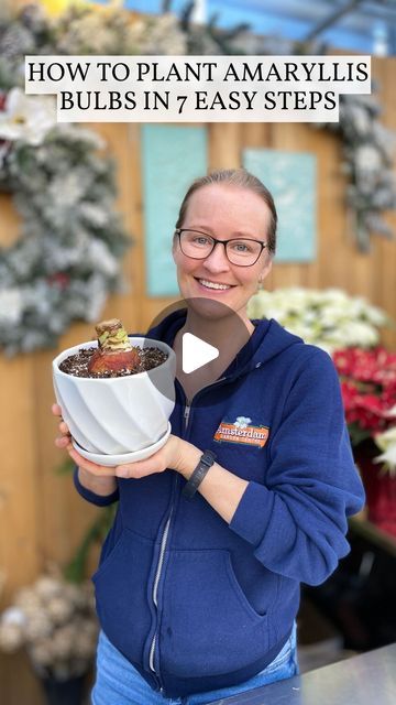 Amsterdam Garden Centre on Instagram: "Brighten up your indoor space this winter with festive amaryllis blooms! 🌸   These stunning flowers are easy to grow, low-maintenance, and bloom within 4-10 weeks, offering a quick sense of accomplishment.   Here’s how to plant and care for them in 7 easy steps:  1. Remove the dehydrated roots.   2. Soak the base of the amaryllis bulb for one hour. This will help it to root in faster.  3. Choose a heavy pot with drain holes that’s only 1 to 2 inches larger than the diameter of the bulb – amaryllis like to be cozy in their pots.  4. Use a well-draining potting mix. We recommend @mysoilorganic Tropical Mix.  5. Plant the bulb: Fill your pot approximately 2/3 with potting mix. Place the amaryllis bulb in the pot, ensuring the top third of the bulb will Amaryllis Planting Ideas, Amarilis Flower, Amaryllis Care, Spring Bulbs Garden, Amaryllis Plant, Golden Afternoon, Stunning Flowers, Pottery Inspo, Amaryllis Bulbs