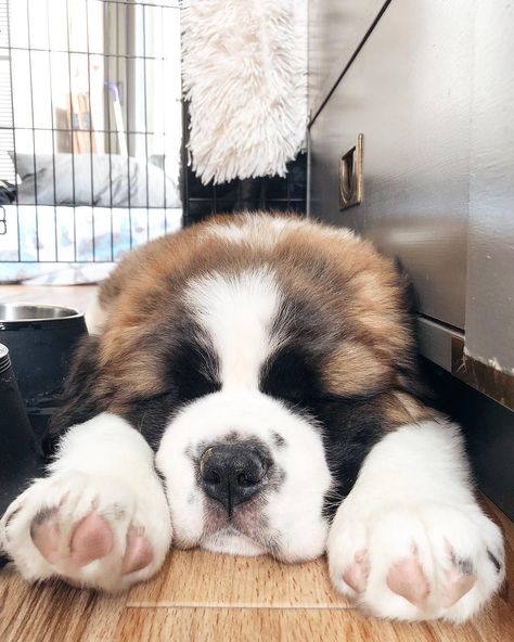 Puppy St Bernard, St Bernard Puppy Aesthetic, St Bernard Aesthetic, Saint Bernard Aesthetic, Saint Bernard Puppies, Saint Bernard Puppy, Saint Bernards, St Bernard Puppy, Animals Care