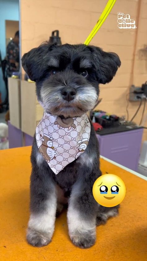 😍 CUTE! From Schnauzer To Teddy Bear 🧸 | Schnauzer, teddy bear | @ArisaTheGroomer creates more adorableness with Murphy the Schnauzer 🐶 | By The Pet Collective Mega Coat Schnauzer, Schnauzer With Tail, Mini Schnauzer Haircut Ideas, Mini Schnauzer Teddy Bear Haircut, Teddy Bear Face Dog Grooming, Short Schnauzer Haircut, Miniature Schnauzer Haircut Hairstyles, Schnauzer Teddy Bear Haircut, Mini Schnauzer Haircut