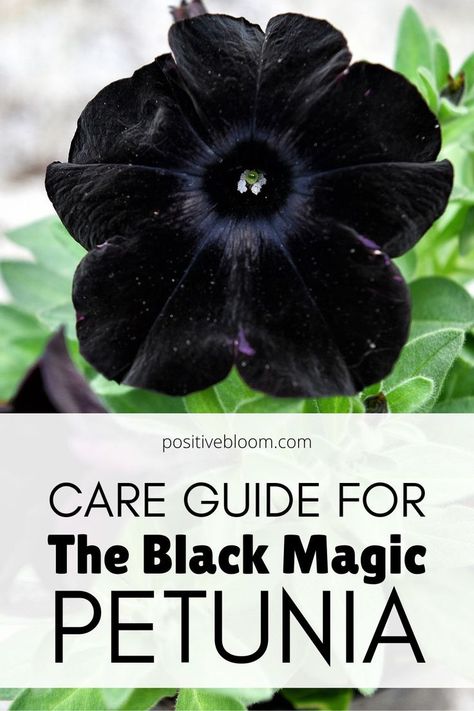 Black Magic Petunia, Black Petunias Container Garden, Black Mamba Petunia, Crazytunia Petunias, Black Petunia Tattoo, Black And White Petunias, Black Petunias In Pots, Black Velvet Petunia, Black And White Garden