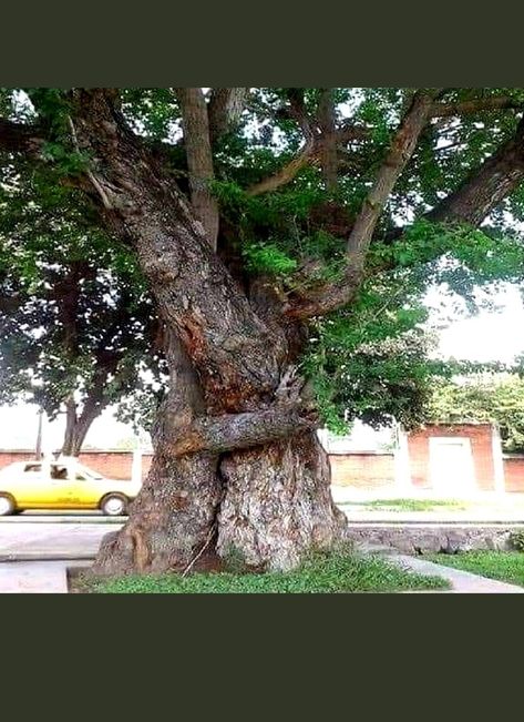 From tree hugging to...hugging trees! 🤗 Hugging Tree, Hug A Tree, Tree Hugging, Weird Trees, Amazing Trees, Shinrin Yoku, Tree People, Magical Tree, Two Trees