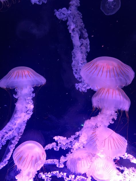 Jellyfish Pfp, Aquarium Jellyfish, Ocean Life Photography, Jellyfish Pictures, Jellyfish Aquarium, Princess Jellyfish, Jellyfish Art, Art Pretty, Jelly Fish