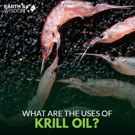 Krill oil is oil from a tiny, shrimp-like animal. Krill oil is most commonly taken by mouth for heart disease, high levels of certain blood fats (triglycerides), and high cholesterol, Krill oil contains fatty acids similar to fish oil. --- 🌐 www.earths-wisdom.com  #HealthySkin Krill Oil, Health Shop, High Cholesterol, Optimal Health, Like Animals, Fish Oil, Natural Supplements, Opening Soon, Fatty Acids