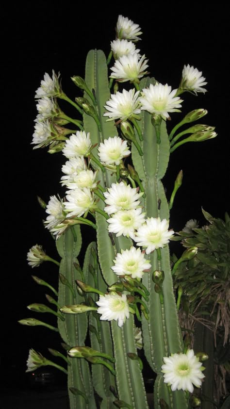 Night-blooming Cereus Cactus Cereus Flower, Night Blooming Cactus, Cereus Cactus, Epiphyllum Cactus, Meaning Of Flowers, Night Blooming Cereus, Night Blooming Flowers, Blooming Cactus, Flower Meanings