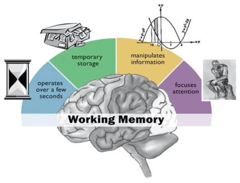 memory-supplements-prevent-memory-loss    http://www.brain-smart.net/how-advances-in-memory-supplements-mean-age-related-memory-loss-is-not-inevitable/ Psychology Resources, Executive Functions, Brain Based Learning, College Algebra, Multiple Intelligences, Brain Learning, Executive Function, Executive Functioning Skills, Slp Resources