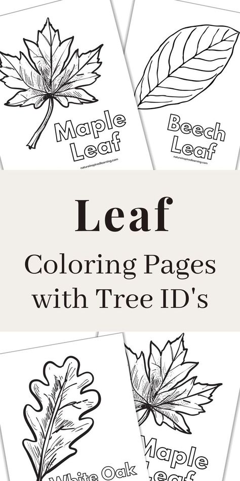 black and white leaf printables overlapping with a grey rectangle in the middle with text overlay Leaf Unit Study Kindergarten, Preschool Leaf Theme, Leaf Lesson Plans Preschool, Tree Lesson Plans Preschool, Leaf Coloring Page Free Printable, Tree Art For Preschool, Parts Of A Tree Worksheet, Tree Activities For Preschool, Homeschool Templates