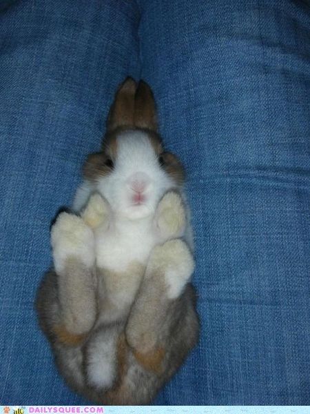 Acting Like Animals: The Best Seat in the House Bunny Paws, Cute Buns, Velveteen Rabbit, House Rabbit, Big Animals, Paws And Claws, Sweetie Pie, Funny Bunnies, Like Animals