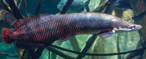 Arapaima is a huge river fish, that can only be fished with a iron fishing rod. Arapaima is a small group of large amazon river fish. They are on of the largest freshwater fish, growing up to 3 meters in length. They have declined in range due to overfishing and habitat loss, but have in contrast been introduced to other areas where they became pests. There are 4 species. Fish References, Tennessee Aquarium, Ikan Air Tawar, Monster Fish, Saltwater Aquarium Fish, Creature Reference, Fish Freshwater, River Monsters, Tropical Freshwater Fish