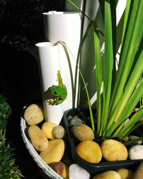 How to build a frog hotel - Wildlife Preservation Society QueenslandWildlife Preservation Society Queensland Diy Frog Motel, Tree Frog Habitat Outdoor, Diy Frog Habitat Outside, Frog Hotel Garden, Frog Homes In Garden, Tree Frog Habitat Diy, Frog Garden Ideas, Diy Frog House, Frog Hotel Pvc Pipe