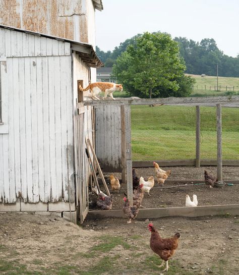 Ollie, a resident tabby, stalks the roof of the henhouse, home to some 40 chickens.   - CountryLiving.com Chicken Coop Decor Ideas, Unique Chicken Coop, Chicken Coop Decorations, Coop Decor, Chicken Coop Decor, Farm Pictures, Future Farms, Building A Chicken Coop, Country Living Magazine