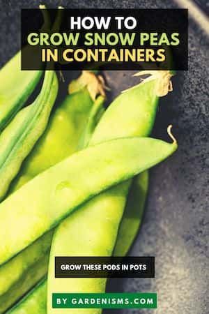 How to Grow Snow Peas in Containers (Care Guide) - Gardenisms Growing Snow Peas, How To Store Seeds, Pea Plant, Cucumber Beetles, Succession Planting, Snow Peas, Powdery Mildew, Soil Ph, Snap Peas