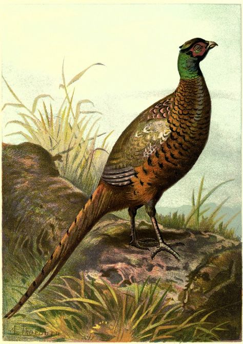 vgosn_vintage_pheasant_clipart_image Desenho Tattoo, Illustration Vintage, Wall Decor Pictures, Bird Pictures, Wildlife Animals, Pheasant, Wild Birds, Bird Prints, Bird Art