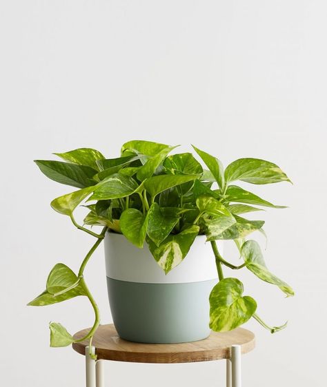 Handmade Shelf, Easy To Grow Houseplants, Window Shelf, Devils Ivy, Plant Signs, Garden Herbs, Golden Pothos, Living Room Plants, Ivy Plants