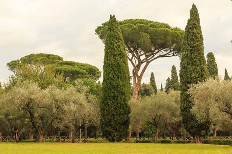 Benefits Of Trees, Pencil Pine, Monterey Cypress, Italian Cypress, Cupressus Sempervirens, Fragrant Garden, Greek Myth, Exclamation Point, Plants To Grow