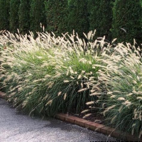 Pennisetum Alopecuroides Hameln, Pennisetum Alopecuroides, Pennisetum Setaceum, Planting Grass, Architectural Plants, Fountain Grass, Garden Fun, Grasses Landscaping, Grasses Garden