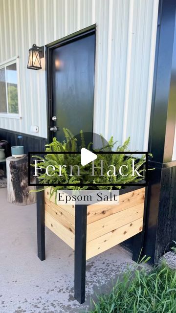 katie prall on Instagram: "Fern Hack 2.0 🙌🏼 
.
Protip you can use the epsom salt on any of your plants! 🪴 
.
.
#oursodakfarmhouse 
#plant 
#plantlife 
#plantlover 
#gardening 
#betterhomesandgardens 
#outdoorliving 
#fern 
#ferns 
#planthacks" How To Water Ferns With Epsom Salt, Fern Care, Hanging Ferns, Ferns Care, Plant Tips, Wood Pots, Plant Care Houseplant, Plant Hacks, Pot Ideas