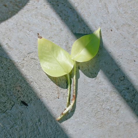 Our panel of plant experts throughout the Lancaster County region shared their favorite houseplants that are easy to propagate. All you need is soil and for some of these, you don’t even need that. Pothos Propagation, Easy Houseplants, Philodendron Care, Neon Pothos, Plant Tissue, Chinese Money Plant, Money Plant, Pothos Plant, Good Environment