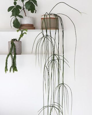 Rhipsalis Hoelleri, Plants In Home Decor, Best Hanging Plants, Hanging Plants Diy, Plant Goals, Plants Are Friends, Hanging Plants Indoor, Living Art, Interior Plants