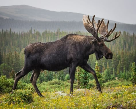 Moose animal Moose Painting, Moose Pictures, Deer Species, Bull Moose, American Animals, Animal Art Prints, Wild Creatures, Animal Facts, Dog Sledding