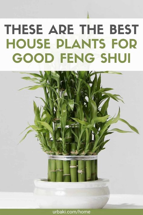 Auspicious Plants For Home, Feng Shui Indoor Plants, Feng Shui House Layout, Plants Medicinal, Caring For Plants, Best House Plants, Grapefruit Tree, Caring For Animals, Feng Shui Plants