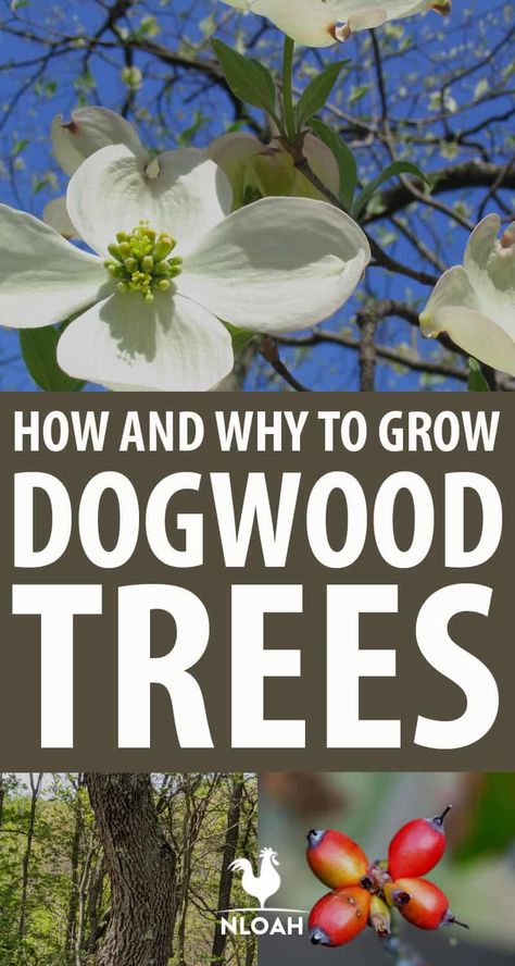 How To Plant A Dogwood Tree, Flowering Dogwood Tree Front Yards, Landscaping With Dogwood Trees, Planting Dogwood Trees, Dogwood Landscape Ideas, Dogwood Trees In Landscaping, Dogwood Landscaping, Dogwood Tree Landscaping, Ornamental Trees Landscaping