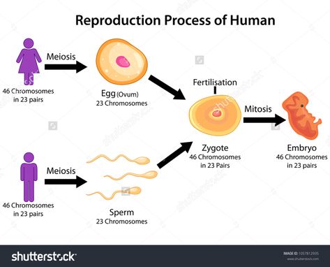 Education Chart of Biology for Reproduction Process of Human Diagram. Vector illustration. #Ad , #SPONSORED, #Biology#Reproduction#Education#Chart Asexual Reproduction In Animals, Reproduction In Humans, Human Diagram, Reproduction In Animals, Bio Student, Education Chart, Asexual Reproduction, Fertilization Process, Human Reproduction