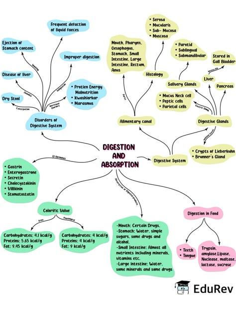 Mind Map: Digestion & Absorption Notes | EduRev Digestive System Mind Map, Medical Mind Maps, Digestion And Absorption Mind Map, Biology Notes Aesthetic Digestive System, Living World Class 11 Mind Map, Class 11 Biology Notes Digestion And Absorption, Mind Map Biology Class 11, Anatomy Mind Map, Neet Biology Mind Maps