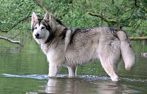 Northern Inuit, Northern Inuit Dog, Lorne Greene, White Swiss Shepherd, Dog Breeds, Husky, Puppies, Dogs, Animals