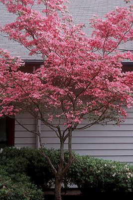 Flowering Dogwood Venus Dogwood Tree, Oklahoma Redbud Tree, Pink Dogwood Tree, Pink Kousa Dogwood Tree, Cornus Florida, Pink Weeping Cherry Tree, Flowering Dogwood, Dogwood Tree, Pink Dogwood