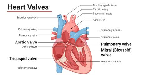 Heart valves are the specialized flap or cusp-like structures inside the heart composed primarily of dense connective tissues that maintain the one-way flow of the blood inside the heart i.e., ... Read more The post Heart Valves: Types, Structure, Functions, Diseases appeared first on Microbe Notes. Microbiology Notes, Atrial Septal Defect, Heart Structure, Abdominal Aorta, Subclavian Artery, Tricuspid Valve, Heart Location, Mitral Valve, Heart Valves