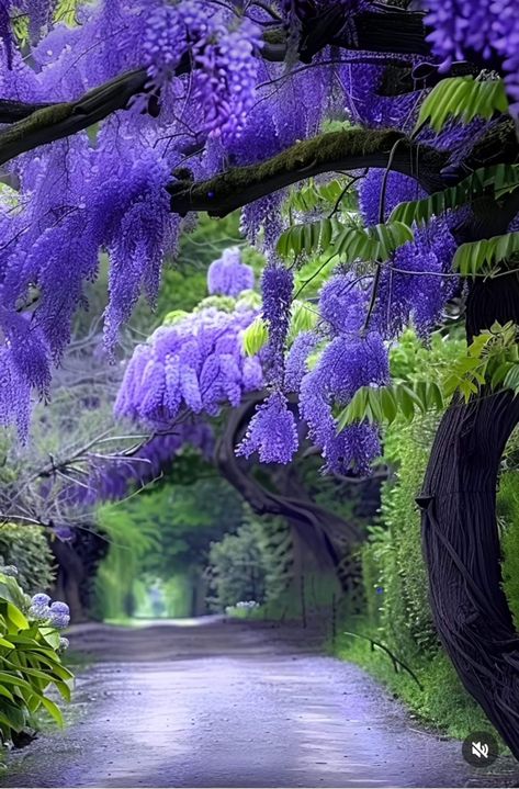 Japanese Wisteria, Lovely Morning, Beautiful Trees, Patio Diy, Wallpaper Nature Flowers, Spring Wallpaper, Beautiful Wallpapers Backgrounds, Morning Friends, Lavender Fields