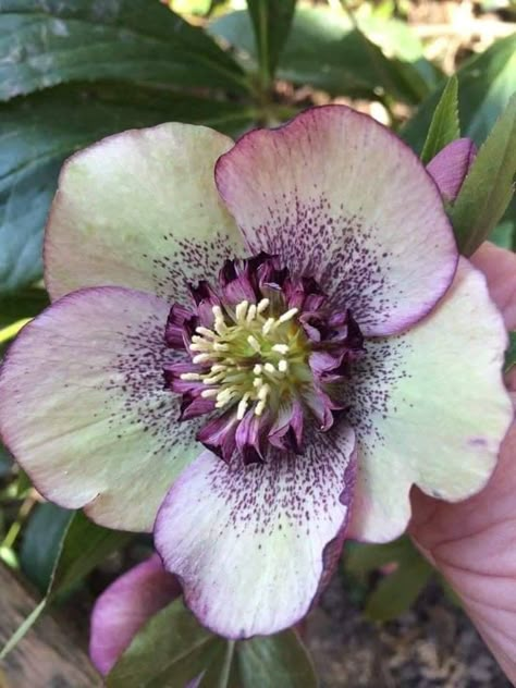 Hellebores Flower, Hellebore Flowers, Hellebore Flower, Gothic Flowers, Acrylic Painting Flowers, Winter Rose, Wonderful Flowers, Unusual Flowers, Watercolor Flower Art